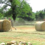 QUAD & HORSE