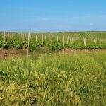 Taste of Istria
