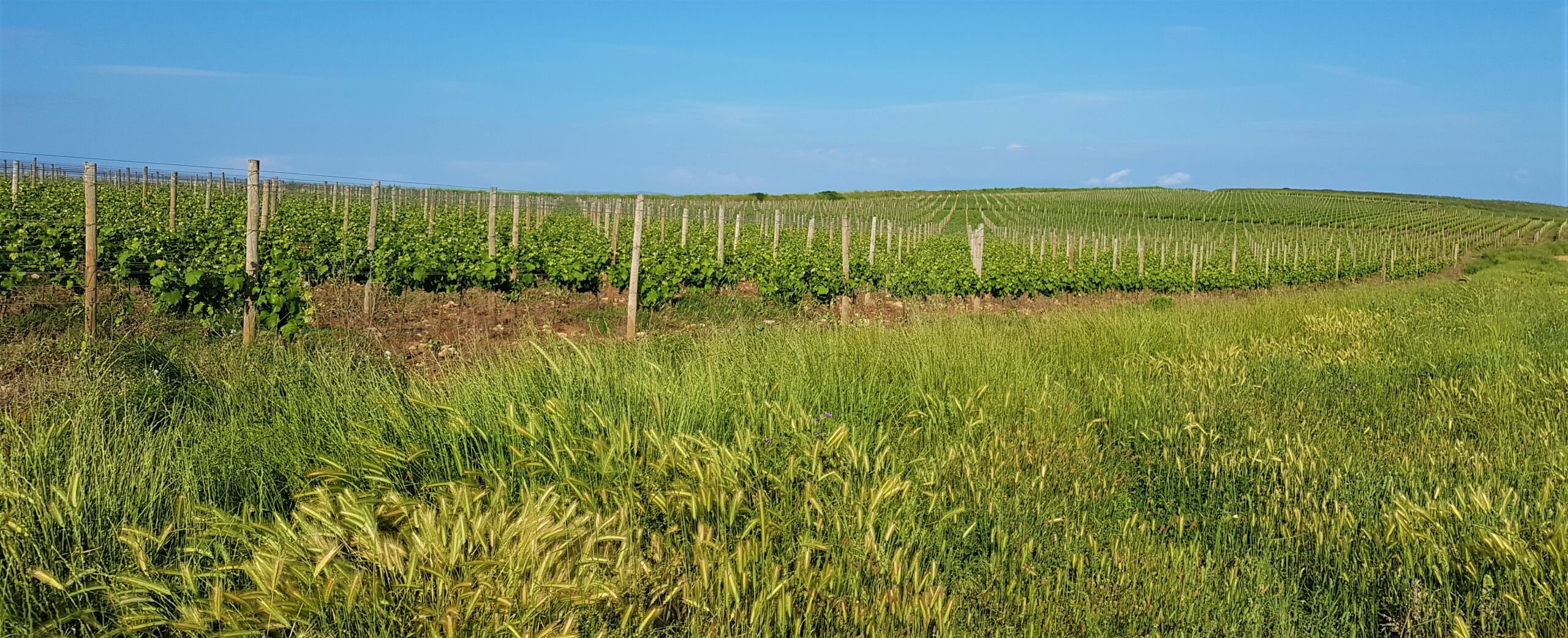 Taste of Istria