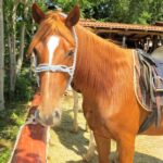 QUAD & HORSE
