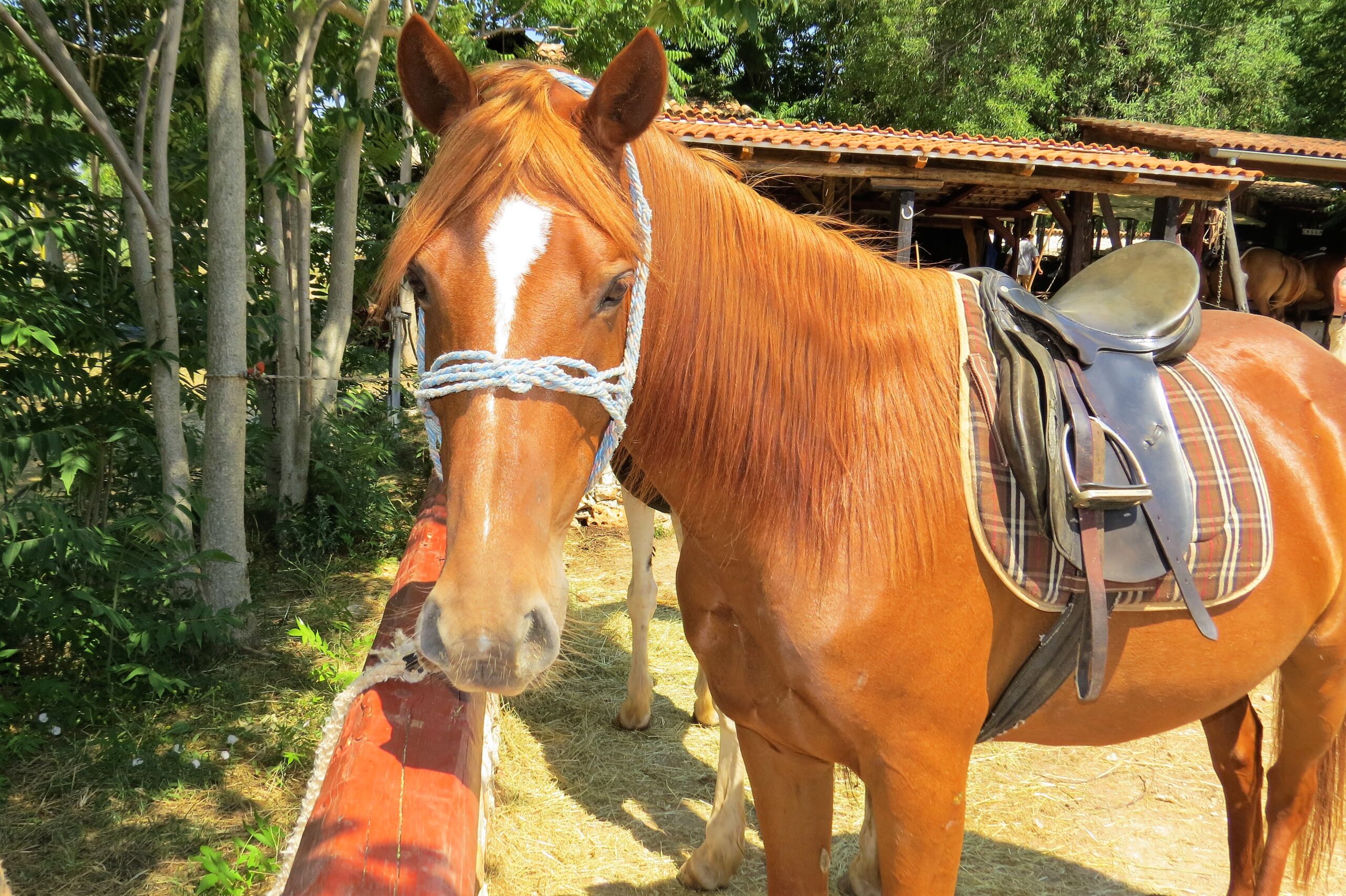 QUAD & HORSE