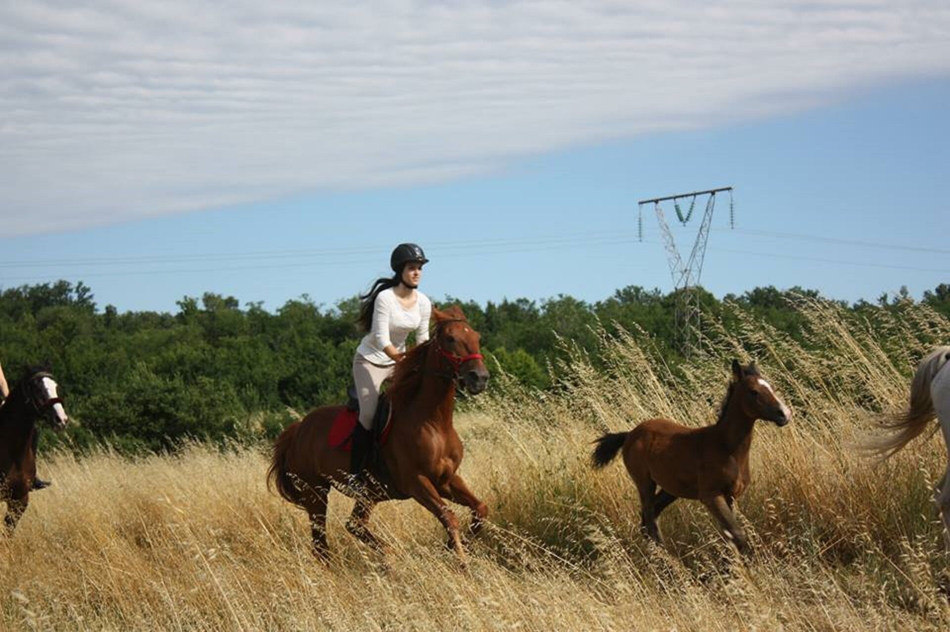QUAD & HORSE