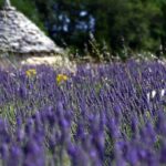 Magic Lavander fields