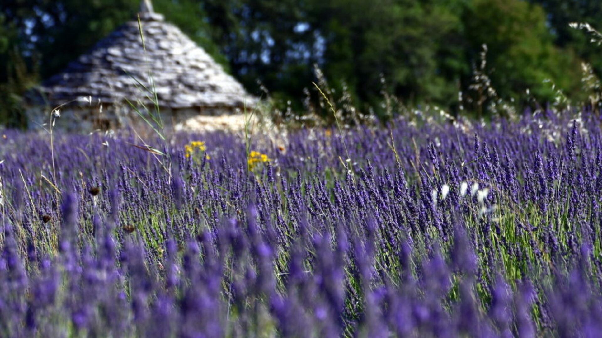 Magic Lavander fields
