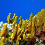 Boat excursion & snorkeling