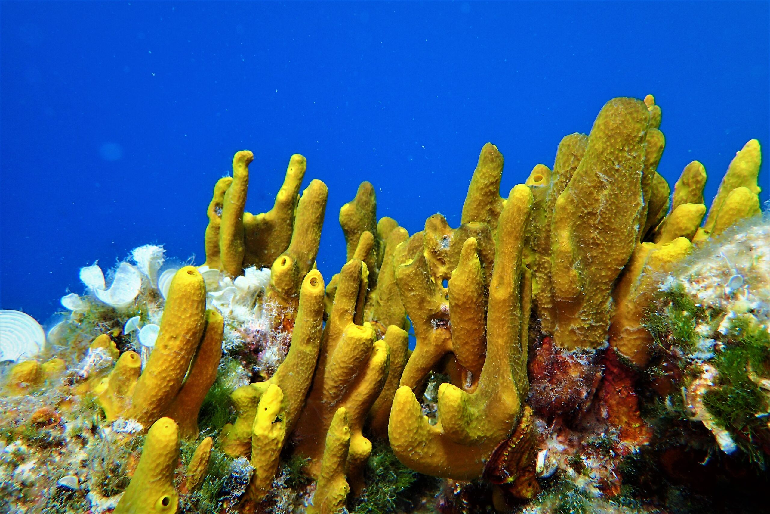 Boat excursion & snorkeling