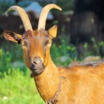 CHEESE TASTING & QUAD/BUGGY TOUR