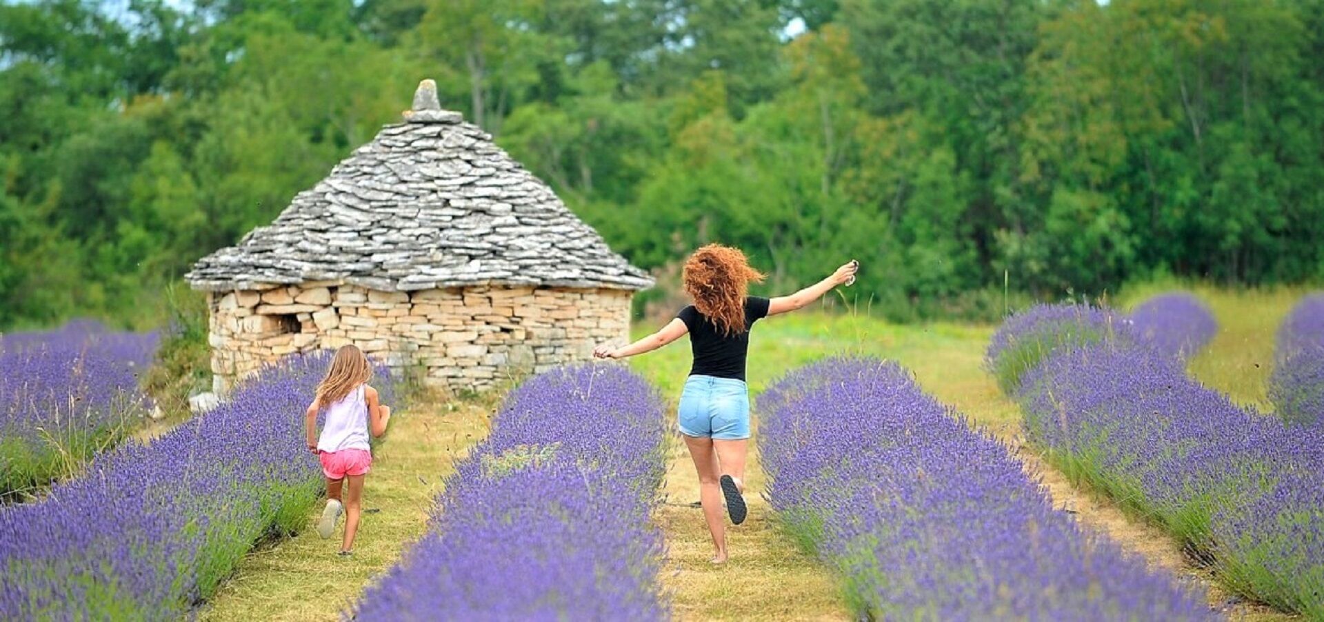 Magic Lavander fields