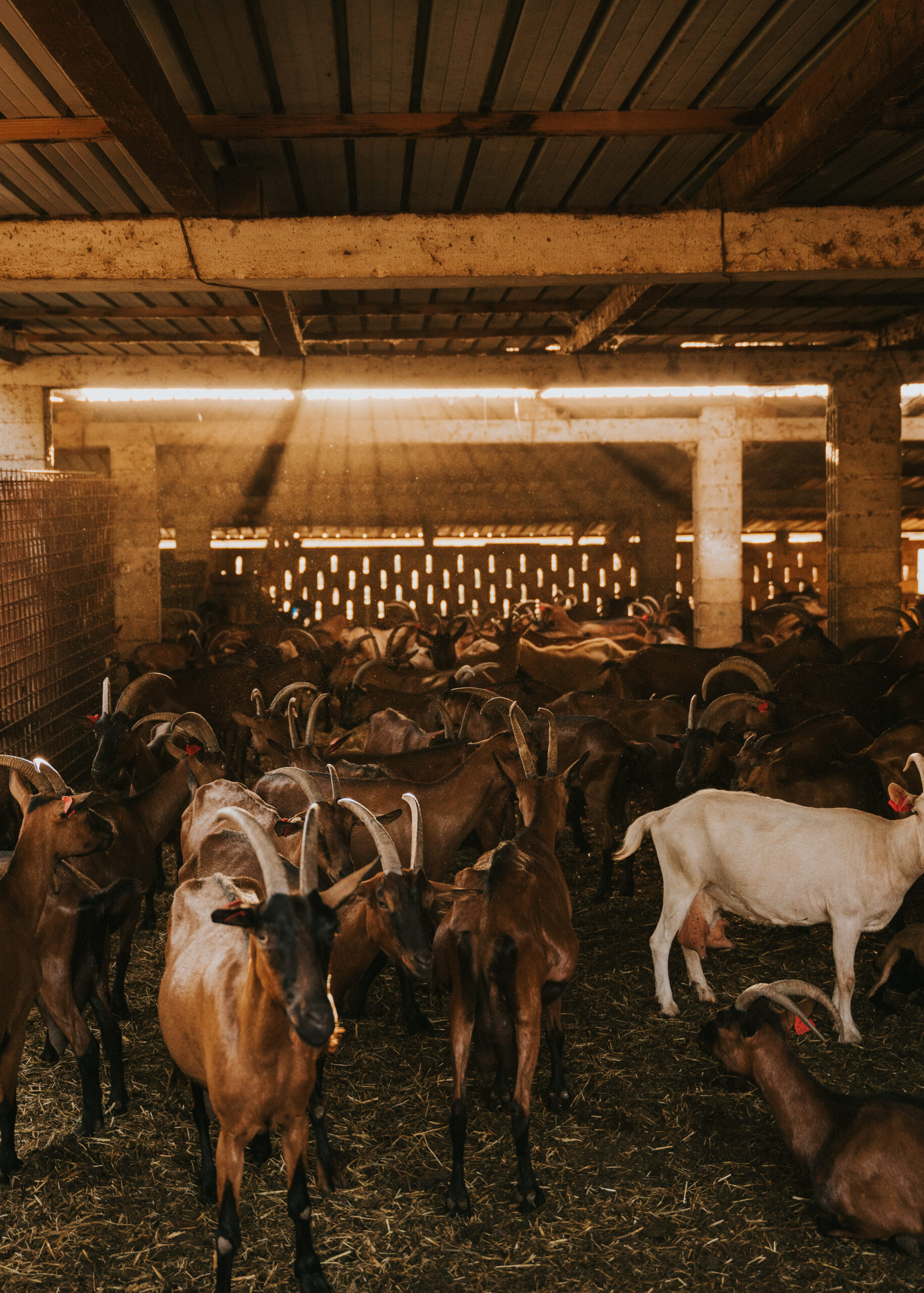 CHEESE TASTING & QUAD/BUGGY TOUR