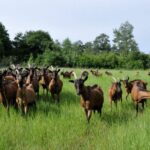 CHEESE TASTING & QUAD/BUGGY TOUR